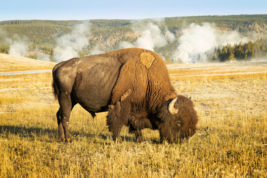 Bison in Yellowstone National Park