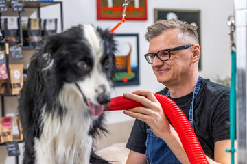 Pet groomer drying border collie dog in salon