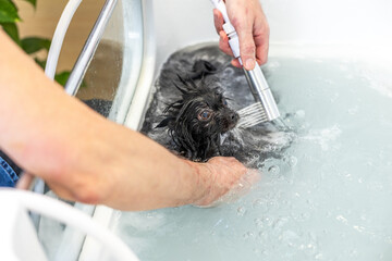 Small black dog bathing in warm water