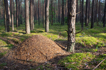 A large brown anthill in a coniferous forest in summer. A home for ants in their natural habitat.