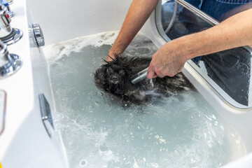 Groomers hands washing small pomeranian dog in pet bathtub