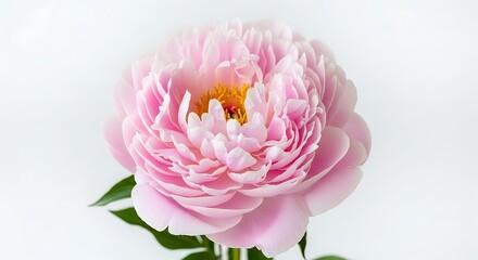 Elegant Pink Peony Blossom - A Study in Floral Beauty and Delicate Petals.
