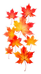 Fototapeta premium Collection of autumn maple leaves in red, orange, and yellow tones isolated on a transparent white background, clipping path
