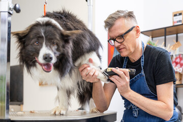 Professional groomer trimming border collie dog's paw with clippers