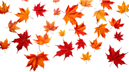 Obraz premium Collection of autumn maple leaves in red, orange, and yellow tones isolated on a transparent white background, clipping path