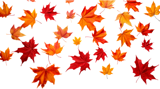 Collection of autumn maple leaves in red, orange, and yellow tones isolated on a transparent white background, clipping path