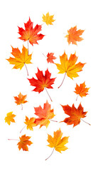 Collection of autumn maple leaves in red, orange, and yellow tones isolated on a transparent white background, clipping path