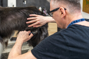Dog groomer brushing pet fur at salon