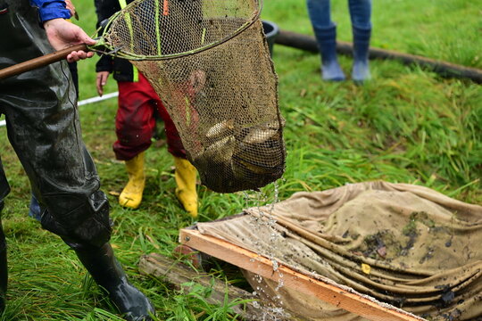 Abfischen. Verschiedene Fische werden mit K&auml;scher aus einem Fischernetz zum sortieren geholt
