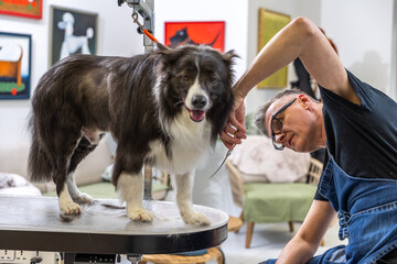Professional groomer cutting border collie hair at pet salon