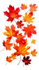 Fototapeta premium Collection of autumn maple leaves in red, orange, and yellow tones isolated on a transparent white background, clipping path