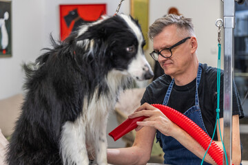 Professional groomer drying border collie dog in salon