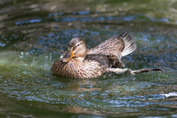 Mallard duck splashing water while swimming in pond