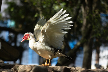 White muscovy duck stretching wings outdoors