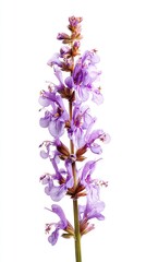Fototapeta premium Purple Flower Stalk Isolated on White Background.