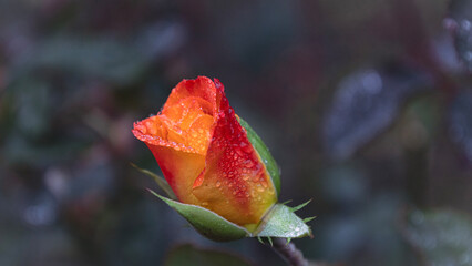 A beautiful cream rose with raindrops, close-up. Rain, wet autumn