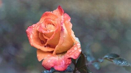 A beautiful cream rose with raindrops, close-up. Rain, wet autumn