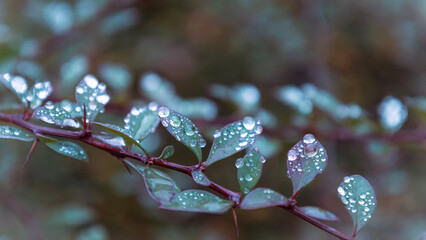 A branch with leaves and raindrops, close-up