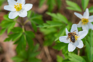 Close-up of a bee collecting pollen from a delicate white flower surrounded by lush green foliage, showcasing the beauty of nature and the importance of pollinators in ecosystems