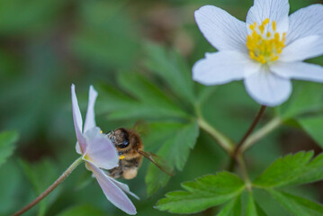 Close-up of a bee collecting pollen from a delicate white flower surrounded by lush green foliage, showcasing the beauty of nature and the importance of pollinators in ecosystems