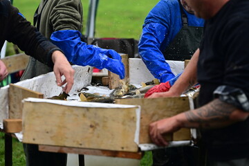 Sortieren von unterschiedlichen Fischen nach Abfischen eines Teichs. Auf einem speziell vorbereiteten Tisch werden die abgefischten Tiere nach Sorte und Größe sortiert