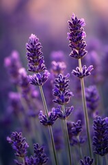 Obraz premium Beautiful Purple Lavender Flowers Bloom in a Serene Garden During Golden Hour