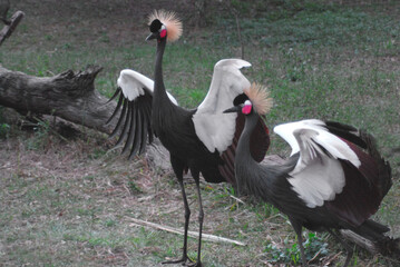 birds-africa-close-up-two-beautiful-colorful-black-crowned-cranes-wings-open