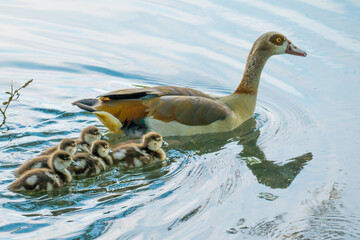 Family of Egyptian goose swimming with five small cute goslings