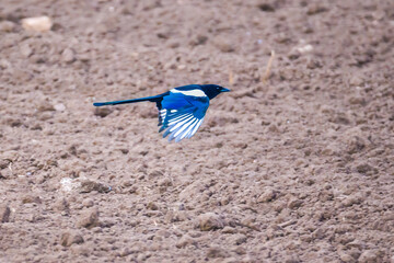Magpie flying over brown arable