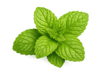 Fresh green mint leaves, sprig of mentha piperita plant showing aromatherapy and culinary herb