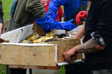Sortieren von unterschiedlichen Fischen nach Abfischen eines Teichs. Auf einem speziell vorbereiteten Tisch werden die abgefischten Tiere nach Sorte und Größe sortiert