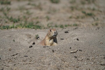 Prairie Dog