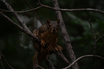 Squirrel 