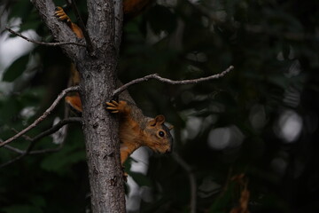 Squirrel 