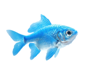 Bright blue fish swims left against a black background