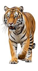Fototapeta premium Majestic Tiger Strolling Forward with Intense Gaze.