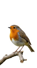 European Robin Perched on a Branch Against White Background.
