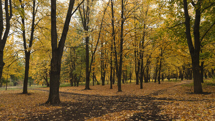 Golden autumn leaves blanket the ground in the park, creating a warm atmosphere