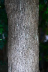 Yew plum pine (Podocarpus macrophyllus) berries. Podocarpaceae dioecious evergreen conifer. The red fruit receptacle is edible, but the blue-green seeds on top are poisonous.