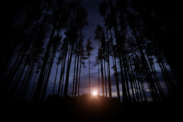 Fototapete bei efototapeten.de bestellen   