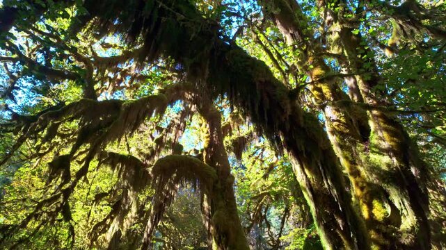 A scenic and peaceful trail winds through the famous Hall of Mosses, a stunning, moss-draped forest within Olympic National Park