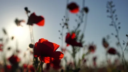 Gardinen Mohnblumen Poppies Field Sunrise: Red flowers bloom in field during dawn, creating picturesque landscape.  © svetograph