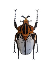 Goliathus cacicus is a large african beetle known for its striking colors and bold patterns. This beetle stands out with its impressive size and distinctive features, making it a fascinating specimen.