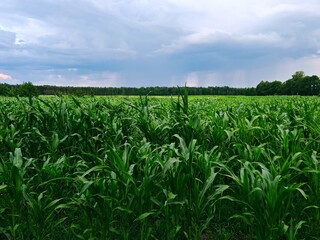 A bright summer landscape, a green cornfield, a bright blue sky. lush green cornfield. refreshing and serene natural landscape