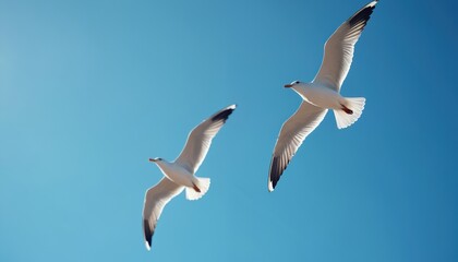 Two white seagulls flying in clear blue sky. Birds soar with outstretched wings. Seagulls fly in bright sunny day. Wildlife scene with avian creatures in natural environment. Free birds in flight.