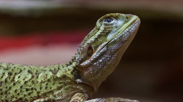 Pogona henrylawsoni. A calm Rankins dragon perched on a rock, showcasing its textured green-brown scales and alert expression in a naturalistic enclosure