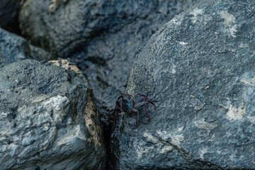 Juvenile Sally Lightfoot Crab at the Waikiki Beach, Honolulu, Oahu, Hawaii
