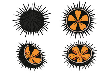 Sea urchin isolated on white background	