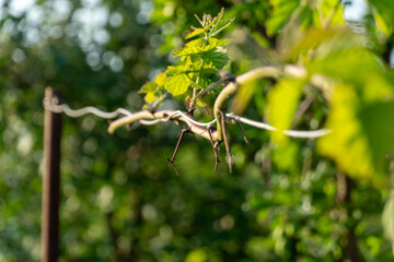 Vibrant young green leaves on a thin branch against a soft blurred background with natural sunlight bokeh in a garden during daytime