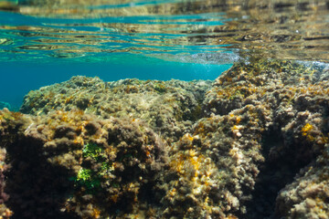 A vibrant marine ecosystem on the shallow sea floor of the Cote d'Azur, with sunlight filtering through the clear turquoise water from the surface.